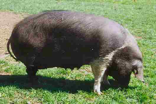 Wessex Saddleback sow