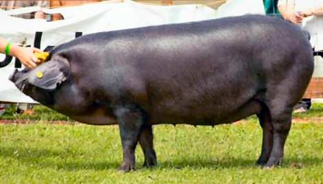 Large Black sow – photo by Karen Nicoll